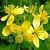 Celandine large, 1 kg, photos, reviews, use