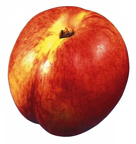 Peach-Nectarine Fragrance Oil 1 L, 929.16 UAH, rating ⭐⭐⭐⭐⭐ Milo Opt
