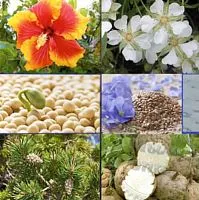 Phytoestrogen Complex, 100 мл описание и применение