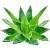 Aloe glycolic extract - powerful moisturizing effect, 1 liter, photos, reviews, use