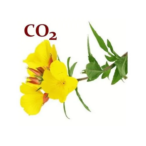 Екстракт CO2 Примули вечірньої 1 кг Екстракт CO2 Примули вечірньої 1 кг