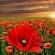 Coquelicot Fragrance Oil 1 L cosmetic ingredient Mylo Opt