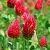 Dried flowers Red Clover 1 kg cosmetic ingredient Mylo Opt