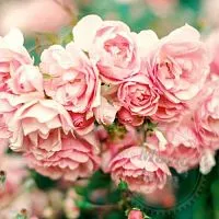 Віддушка Pink Petals 50 мл