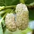 Mulberry CO2 Extract 5 g cosmetic ingredient Mylo Opt