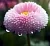 Daisy extract, 1 L, photos, reviews, use