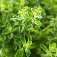 Oregano Fragrance Oil 100 ml cosmetic ingredient Mylo Opt