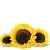 Sunflower Glycolic Extract 1 L cosmetic ingredient Mylo Opt