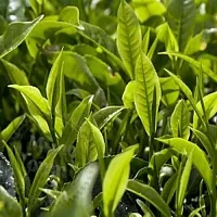 Віддушка Tea tree hydro 1 літр