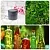 Madder Extract Powder 1 kg cosmetic ingredient Mylo Opt
