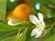 Отдушка Цветок апельсина/ Orange Flower, Англия, 1 литр описание и применение