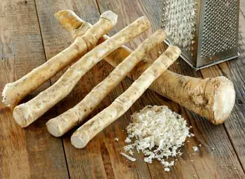 Horseradish CO2 Extract 100 g Mylo Opt global supplier Horseradish CO2 Extract 100 g cosmetic ingredient Mylo Opt