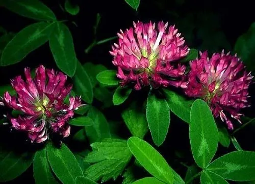 Dried flowers Red Clover 1 kg Mylo Opt global supplier Dried flowers Red Clover 1 kg cosmetic ingredient Mylo Opt
