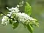 Bird Cherry Hydrosol 1 L, photos, reviews, use