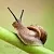 Snail Secretion Filtrate Complex, 100 мл описание и применение