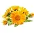 Calendula Extract Powder 1 kg, photos, reviews, use