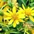 Arnica Flowers CO2 Extract 100 g, photos, reviews, use