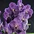 Orchid essential oil, 5 ml, photos, reviews, use