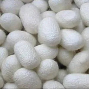 Silkworm cocoons Mylo Opt global supplier Silkworm cocoons cosmetic ingredient Mylo Opt
