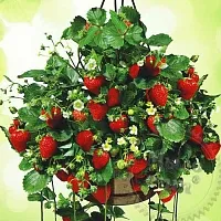 Отдушка Клубничные грядки, 1 л