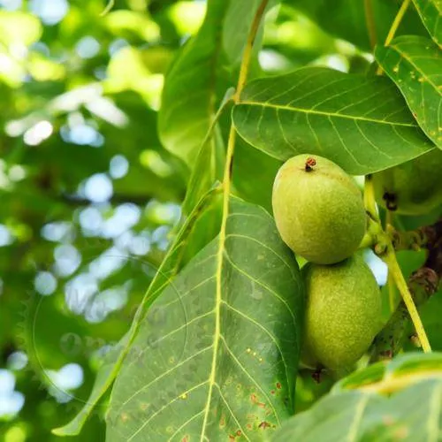 Dried walnut leaves, 1 kg, 195.25 UAH, rating ⭐⭐⭐⭐⭐ Milo Opt