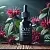 Monarda CO2 Extract 1 kg cosmetic ingredient Mylo Opt