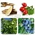 MultiEx Rosanic, 100 мл артикул TM19052305