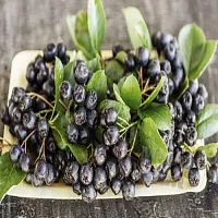 Rowan Aronia CO2 Extract 100 g