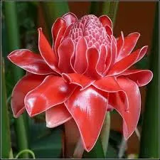 Ginger Flower Fragrance Oil 30 ml Mylo Opt global supplier Ginger Flower Fragrance Oil 30 ml cosmetic ingredient Mylo Opt