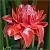 Ginger Flower Fragrance Oil 30 ml cosmetic ingredient Mylo Opt