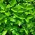 Peppermint - cold herb 10 kg cosmetic ingredient Mylo Opt
