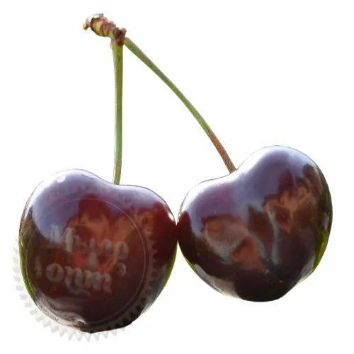 Flavoring CHERRY 1140 1 L Mylo Opt global supplier Flavoring CHERRY 1140 1 L cosmetic ingredient Mylo Opt