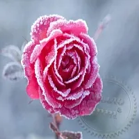 Гранули з ароматом Frozen Flowers 1 кг