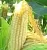 Corn Silk Extract Powder 5 g, photos, reviews, use