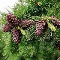 Cedarwood Oil Extract 1 L cosmetic ingredient Mylo Opt
