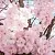 Sakura Flowers Fragrance Oil 1 L, photos, reviews, use