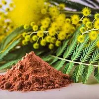 Mimosa Bark Extract Powder 1 kg cosmetic ingredient Mylo Opt