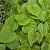Wild Yam CO2 Extract 1 kg cosmetic ingredient Mylo Opt