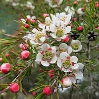 Эфирное масло Кануки, 1 л описание и применение