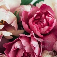Віддушка Peony and Amberwood, 50 мл