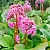 Масляний екстракт корінь Бадана 1 л
