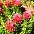Rhodiola Rosea Extract Concentrate 1 L cosmetic ingredient Mylo Opt