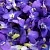 Violet Cosmetic Oil 1 L, photos, reviews, use
