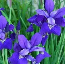CO2 Iris Extract 1 kg Mylo Opt global supplier CO2 Iris Extract 1 kg cosmetic ingredient Mylo Opt