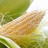 Dried flowers Corn silk 1 kg cosmetic ingredient Mylo Opt