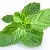 Melissa CO2 Extract 100 g cosmetic ingredient Mylo Opt
