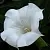 Moon flowers Fragrance Oil for washing powder 1 L cosmetic ingredient Mylo Opt
