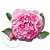 Dry granulated Fragrance Oil Rose Bulgarian 1 kg cosmetic ingredient Mylo Opt