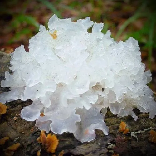 Ice Fungus Extract 10 ml Mylo Opt global supplier Ice Fungus Extract 10 ml cosmetic ingredient Mylo Opt
