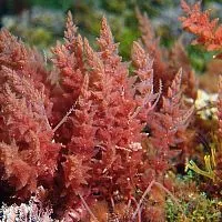 Rhodofiltrat Palmaria, 1 л описание и применение